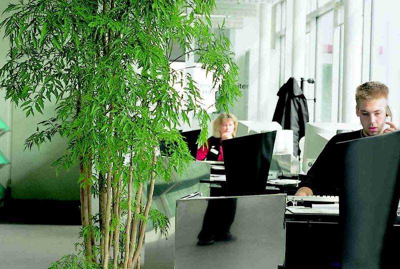 Pflanzen für das Büro